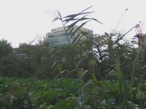 ヨシと花 上野公園での自然観察 その7 最終回 しろうと自然科学者の自然観察日記 楽天ブログ