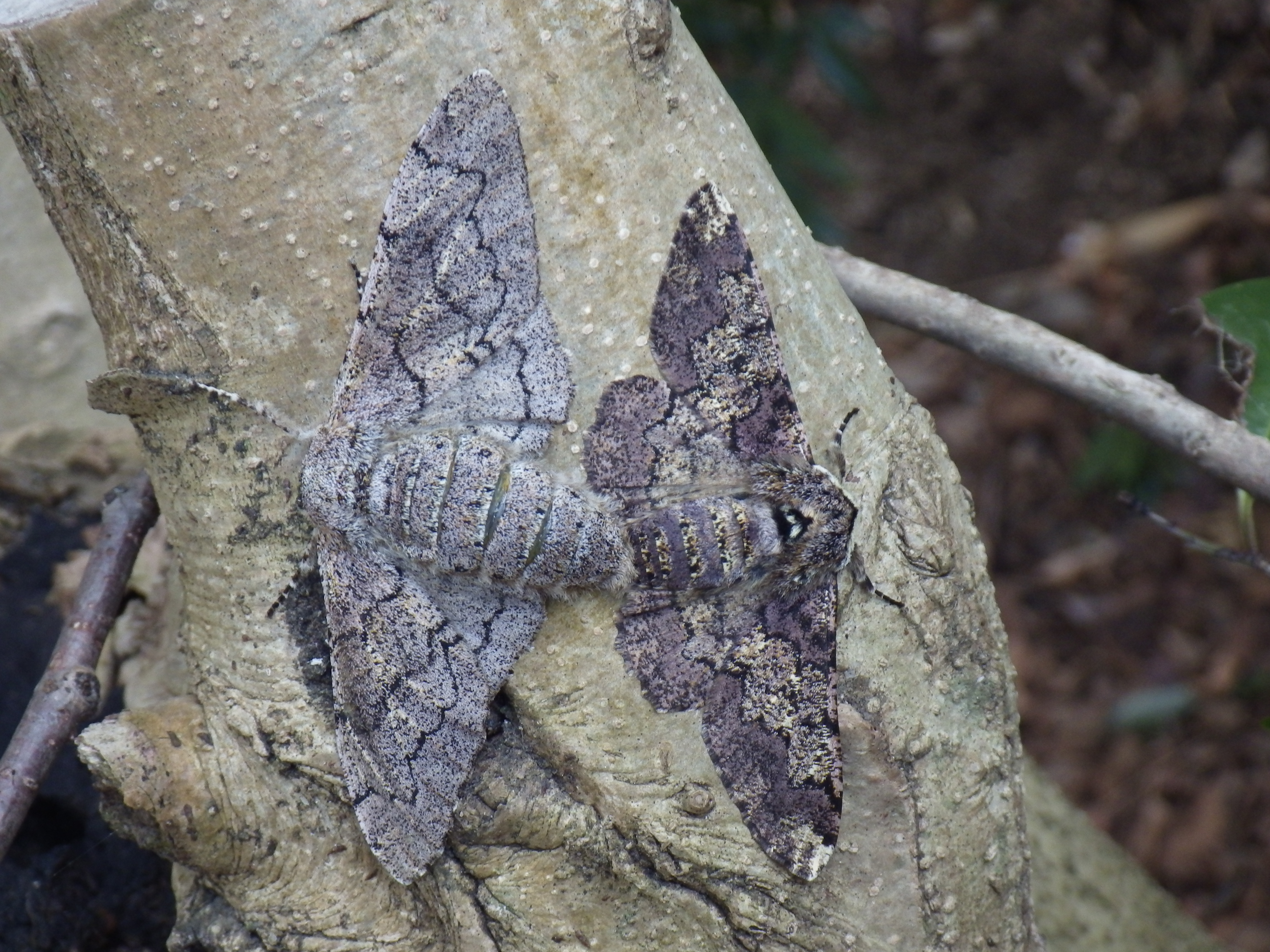 トビモンオオエダシャク
