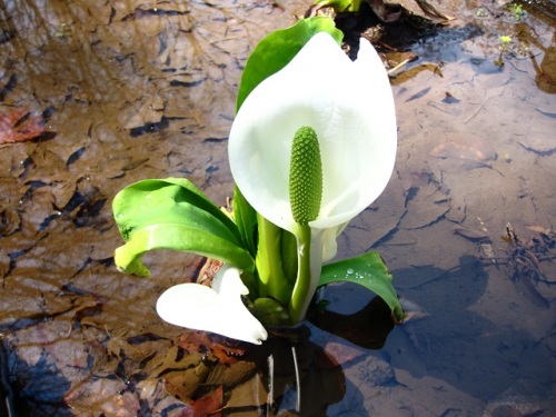 ミズバショウの花 ミズバショウの花は雌性先熟の花で 先に雌蕊が顔を出し その後雄蕊が顔を出します 花言葉は 美しい思い出 変わらぬ美しさ しろうと自然科学者の自然観察日記 楽天ブログ