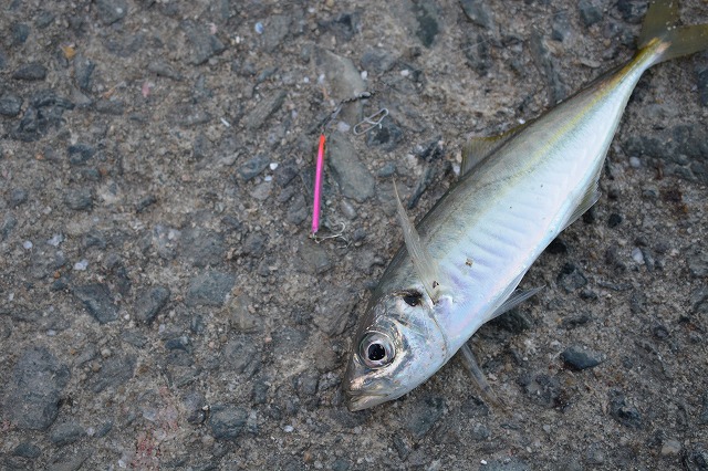 showPhoto (640×426)