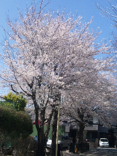 桜２０１２－８.jpg