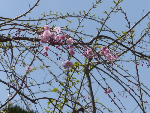 P1080420枝垂れ桜.JPG