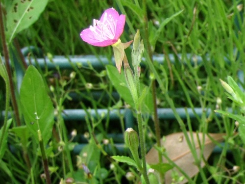 道端でピンク色の花が目立つアカバナユウゲショウの花 明治時代に鑑賞用として移入されたものが野生化した帰化植物です しろうと自然科学者の自然観察日記 楽天ブログ