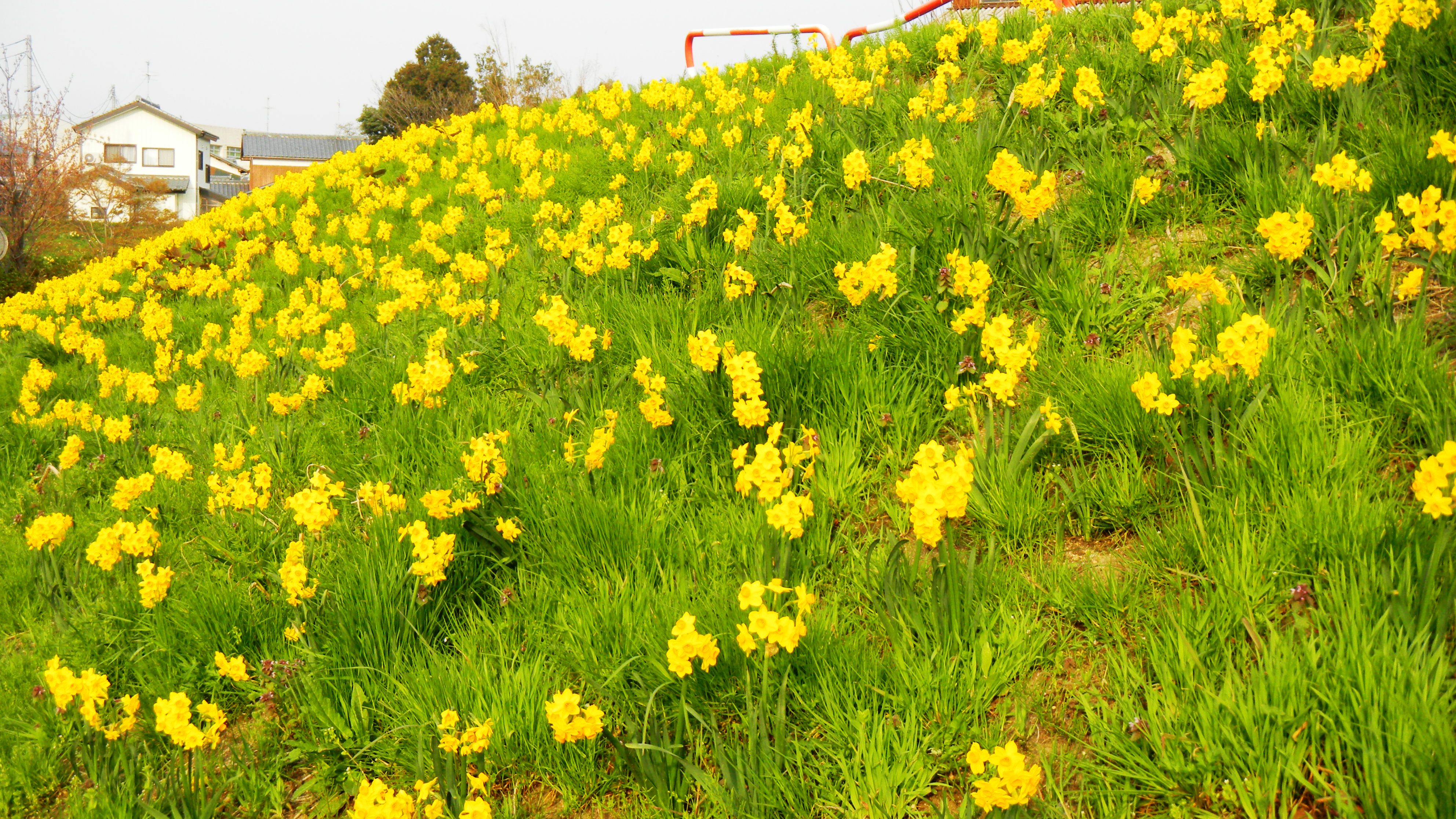 062新津川の水仙 (2).JPG