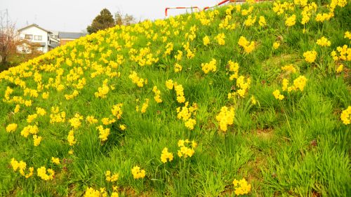 062新津川の水仙 (2).JPG