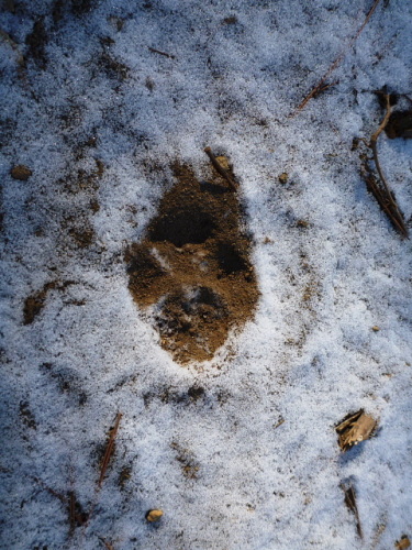 ぐんま昆虫の森　雪5.jpg