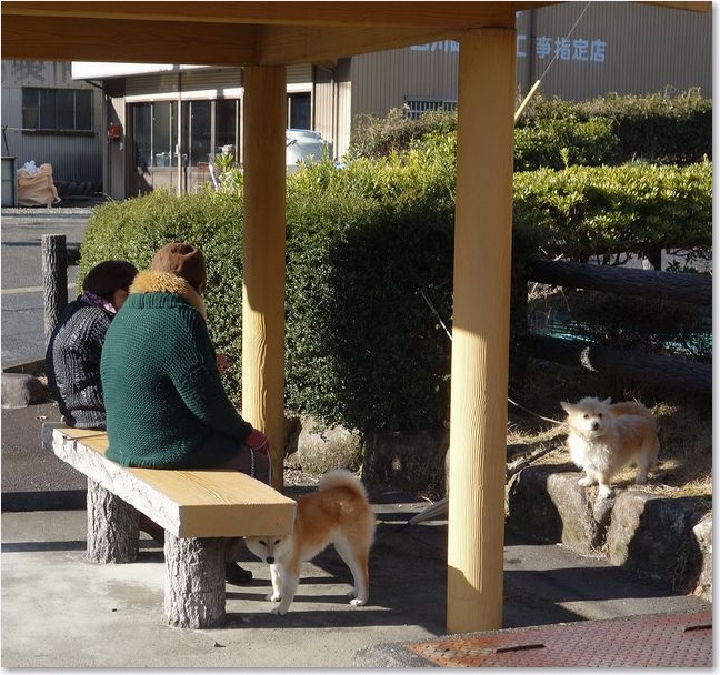 39ワンコの目線