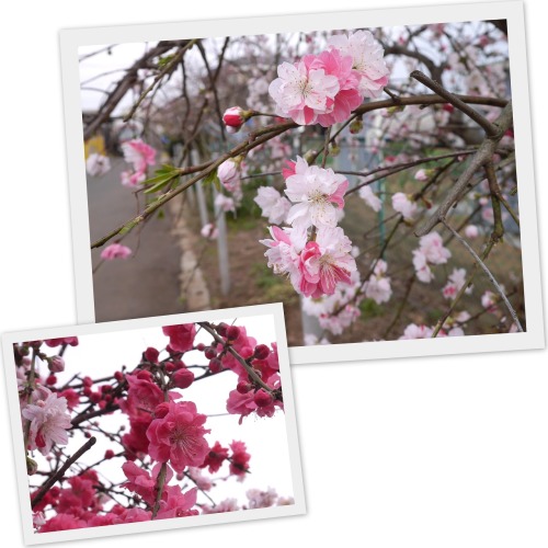 2020-03-23桜1.jpg