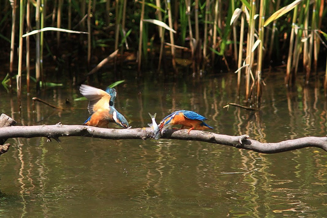 IMG_66682011カワセミ.JPG