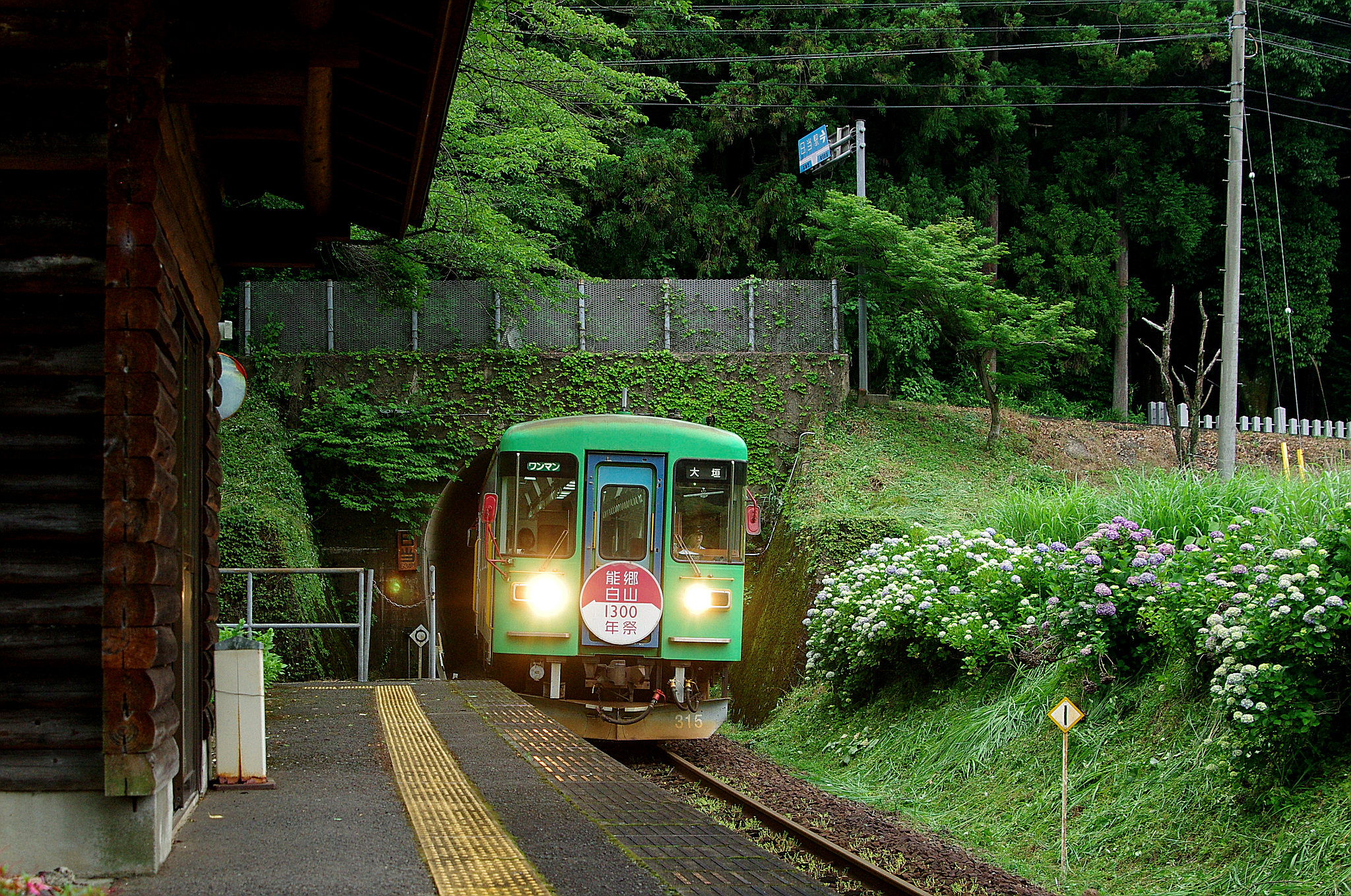 樽見鉄道あじさい(3).jpg