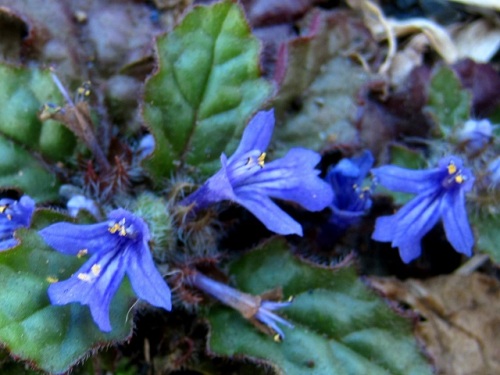 キランソウの花が咲いています 地面にはりつくように咲く小さな花ですが 花の特徴などを観察してみました しろうと自然科学者の自然観察日記 楽天ブログ