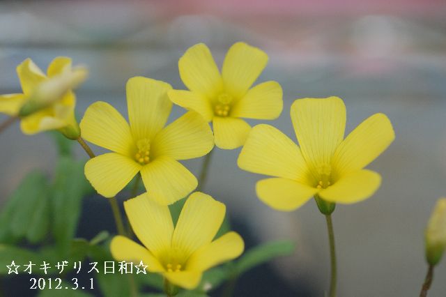 DSC_0077.JPG