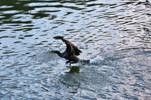 B97A5891 (1024x683).jpg