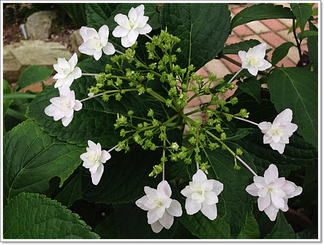 隅田の花火_5812.JPG