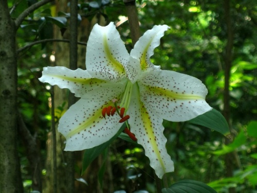 ヤマユリの花 ヤマユリの花は 茎先に横向きに付き 数個から多いものでは個にもなるそうです しろうと自然科学者の自然観察日記 楽天ブログ