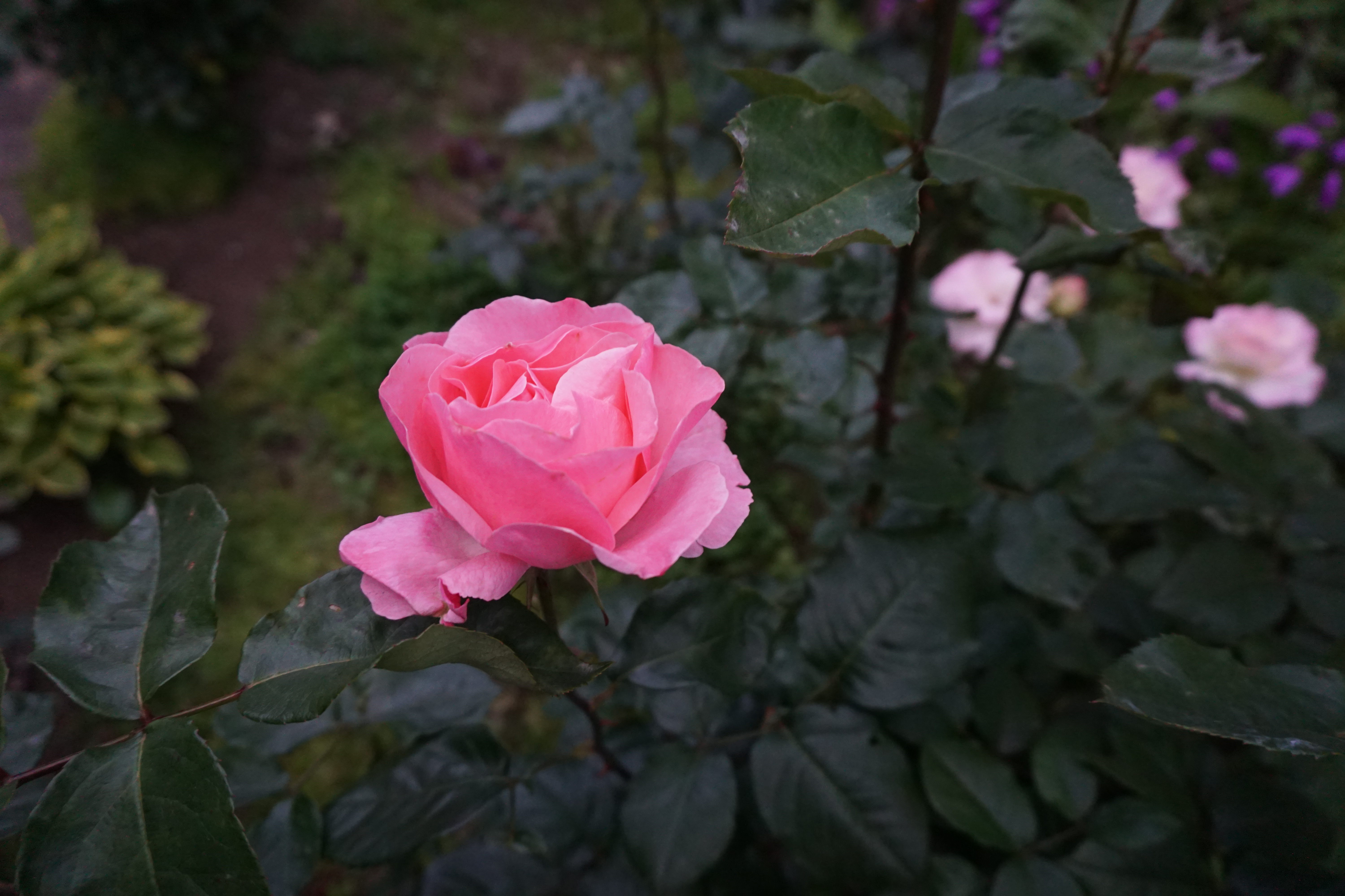 2023年５月1-6.JPG