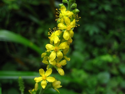 キンミズヒキの花 夏 8月下旬 の高尾山での自然観察 その7 しろうと自然科学者の自然観察日記 楽天ブログ