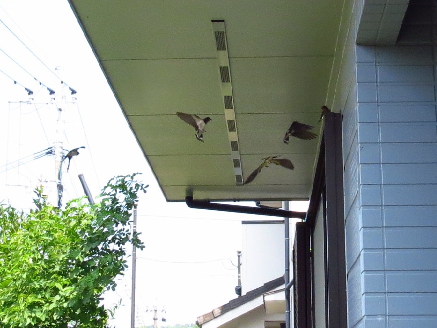 ツバメ幼鳥_9639.jpg