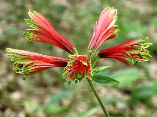 花の特徴が百合にも水仙にも似ているユリズイセンの花 自然観察の振返り 10 ユリ科 旧ユリ科 ユリズイセン科 の植物 第15回 番外編 しろうと自然科学者の自然観察日記 楽天ブログ