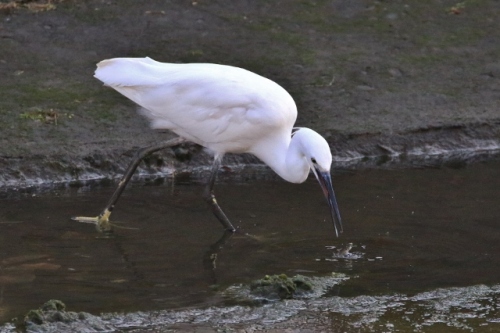 P95A7815 (640x426).jpg