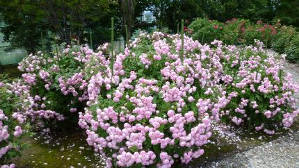 douhokunotabi2012.7-haboro-bara-r.jpg
