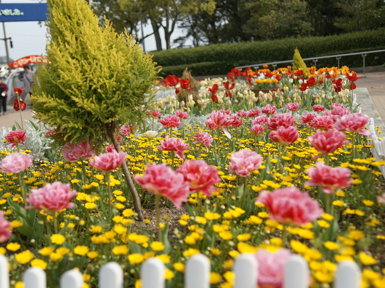 木曽三川公園チューリップ.jpg