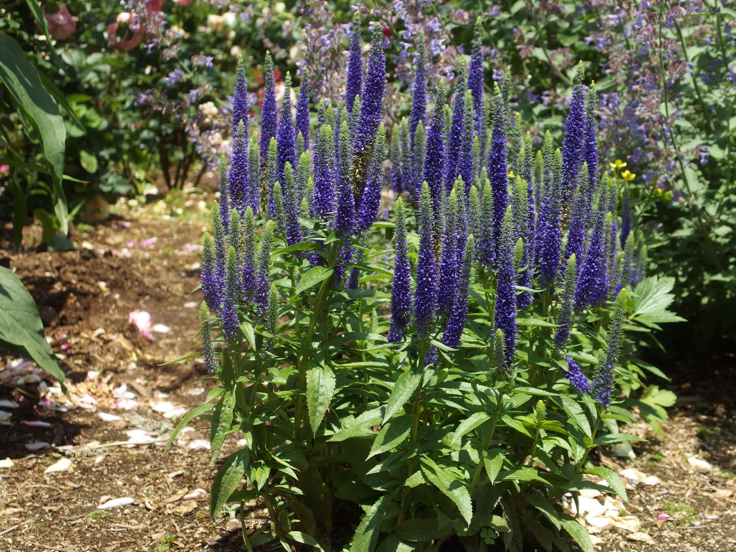 2015-06-10 12.08.10.jpg