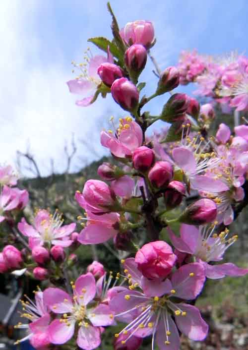 コメ桜.jpg