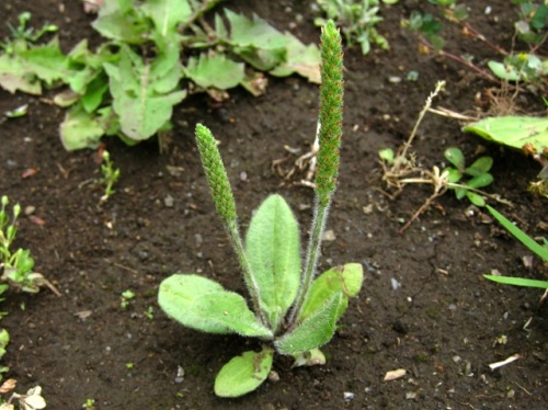 ツボミオオバコの花 ツボミオオバコ 蕾大葉子 の名は 花冠裂片が開かず いつまでも蕾のように見えることから名づけられたそうです しろうと自然科学者の自然観察日記 楽天ブログ