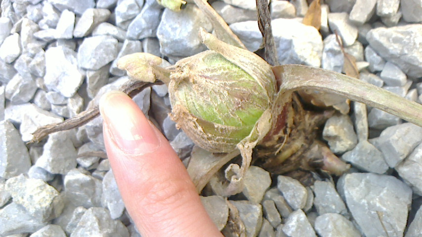 NEC_0048.JPG
