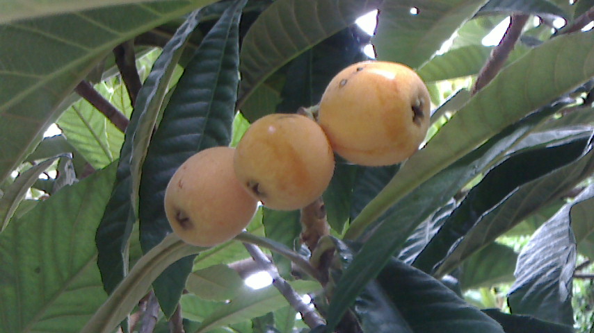 NEC_0438.JPG