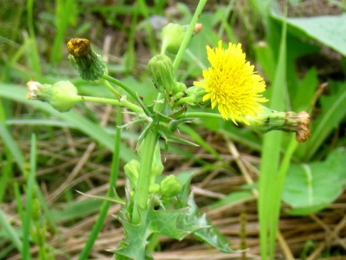 オニノゲシの花 オニノゲシの花言葉は 毒舌 だそうです 気仙沼大島での自然観察 その2 しろうと自然科学者の自然観察日記 楽天ブログ