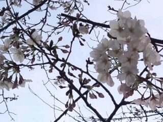桜見頃までもう一息_3月31日