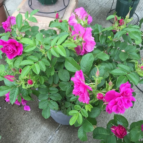 2016-05-06 14.36.53.jpg