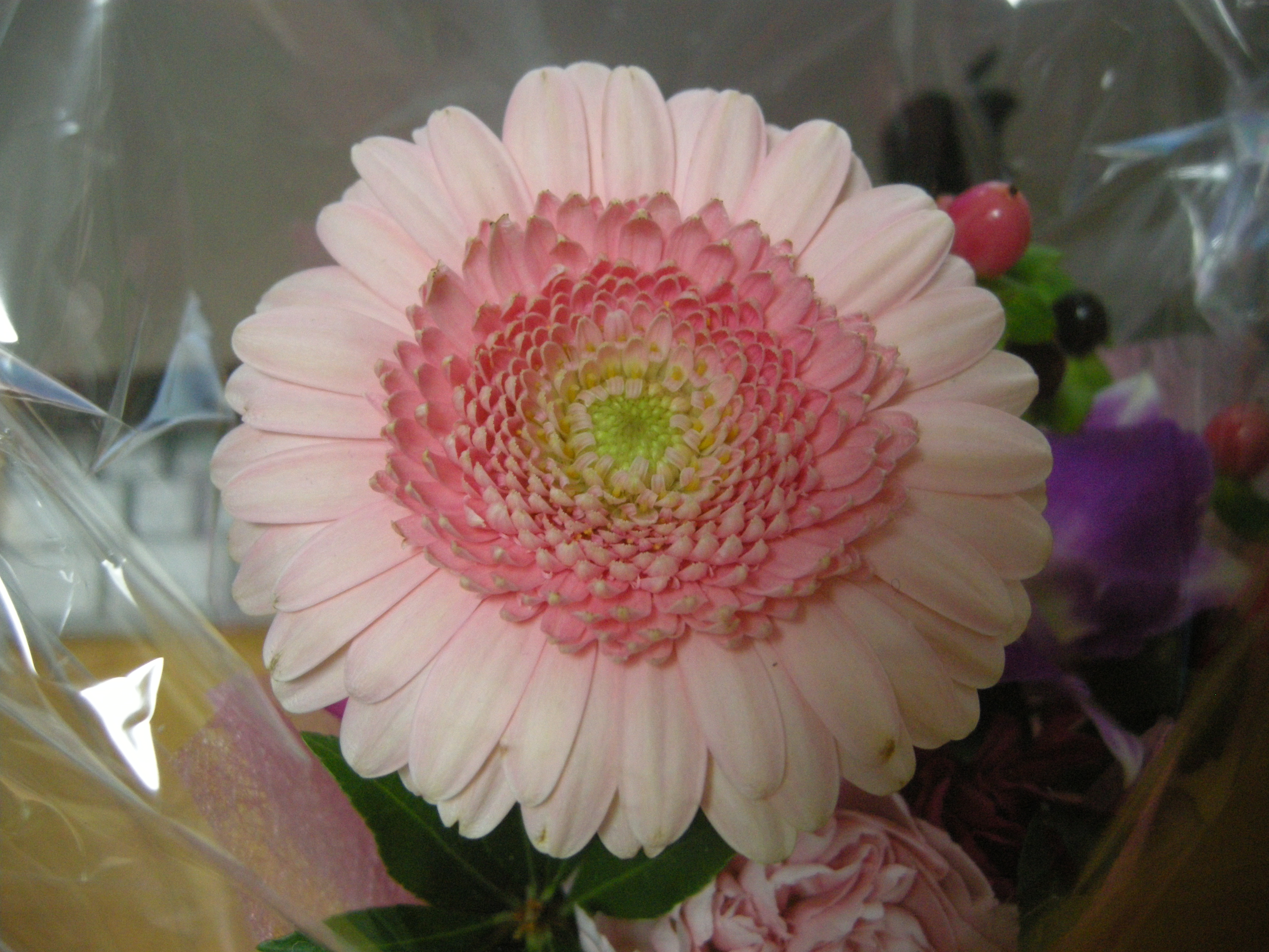 DSCN4064.JPG