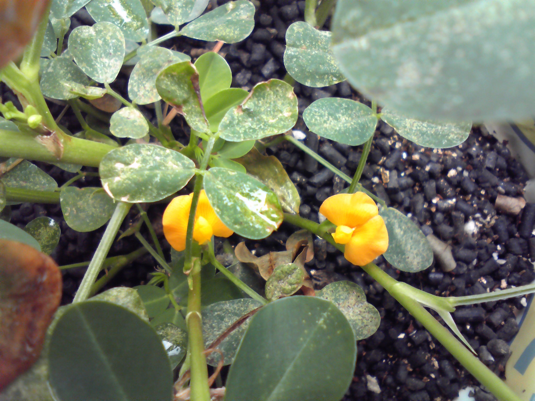 落花生　花