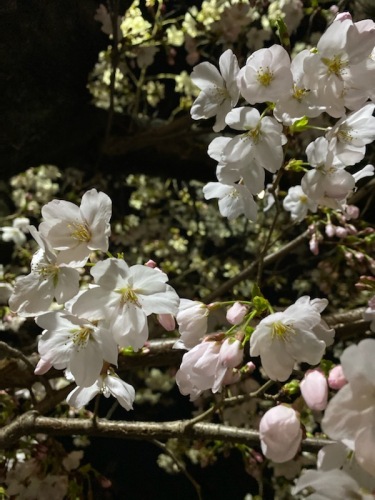 玉串川の桜 (3).jpg