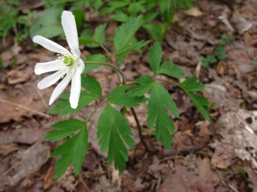 菊のような花を1個だけ咲かせる一輪草キクザキイチゲ 菊咲一華 の花 自然観察の振返り 23 キンポウゲ科の植物 第4回 しろうと自然科学者の自然観察日記 楽天ブログ