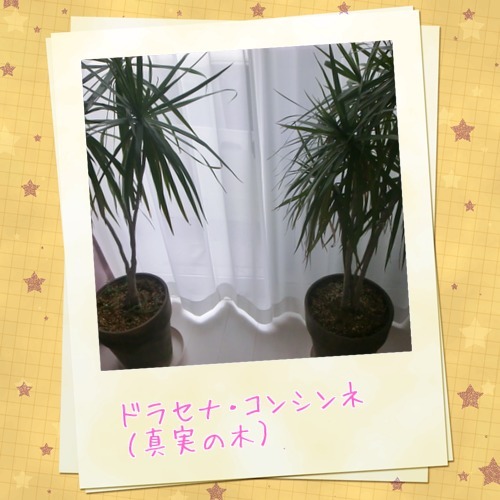 ドラセナ.jpeg