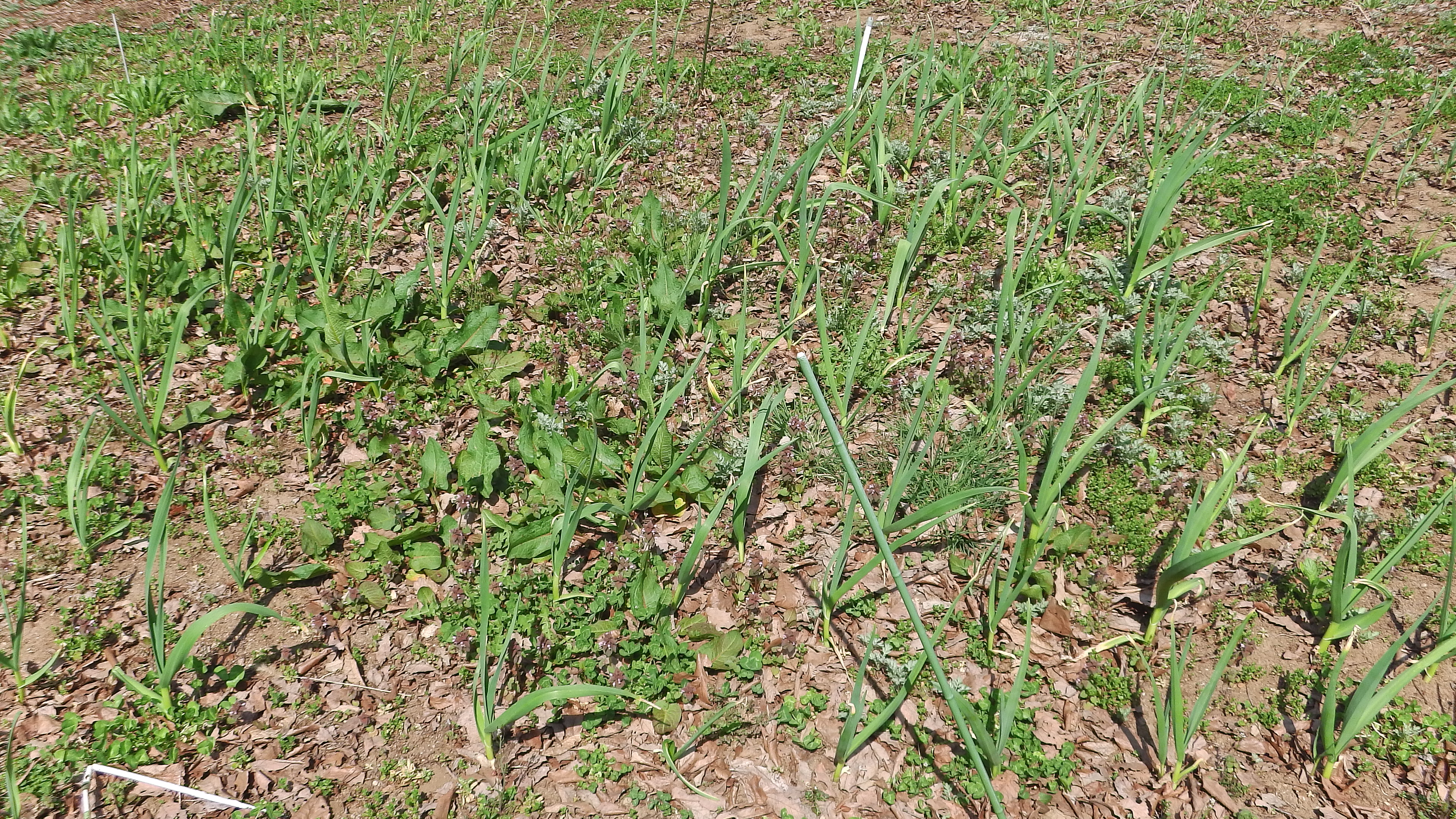 IMGA0544.JPG
