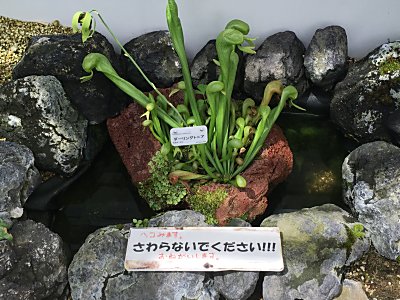 京都府立植物園ﾀﾞｰﾘﾝｸﾞﾄﾆｱ.jpg