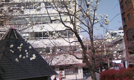 卯月　平成中村座　初日 046.JPG