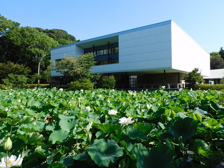 鎌倉文華館　平家池の蓮.JPG