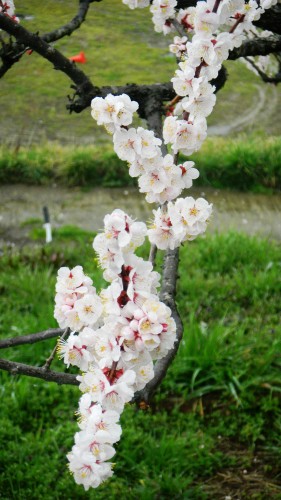 037名阪国道南側の梅 (3).JPG