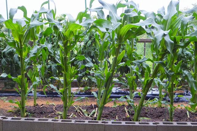 2014.06.07  今日も雨です。 002.jpg