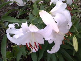 カサブランカ2017