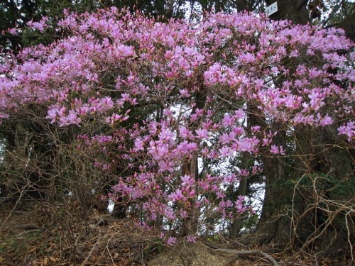 ミツバツツジの花 春 3月下旬 4月初旬 の高尾山での自然観察 その16 しろうと自然科学者の自然観察日記 楽天ブログ