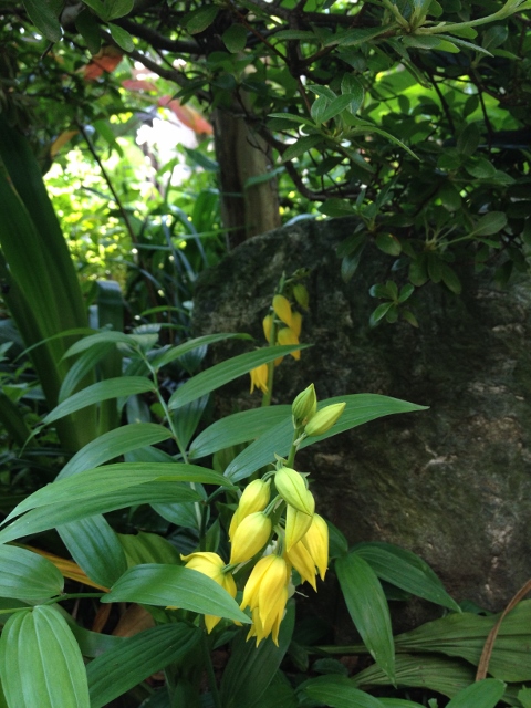 IMG_6988 (480x640).jpg