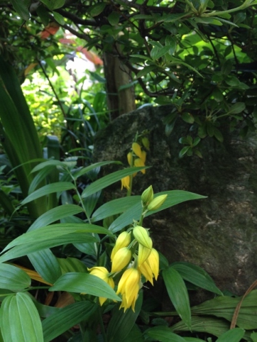 IMG_6988 (480x640).jpg