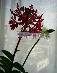 Hana higanbanappoi.jpg